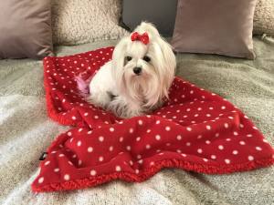 Hunde-Decke Kuscheldecke DOTS