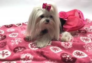 Hunde-Decke Kuscheldecke FLOCKE
