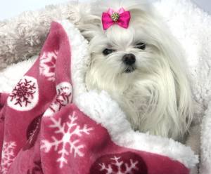 Hunde-Decke Kuscheldecke FLOCKE