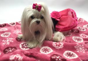 Hunde-Decke Kuscheldecke FLOCKE