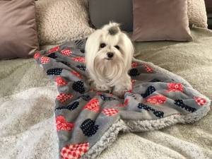 Hunde-Decke Kuscheldecke HEART GRAU ROT BLAU