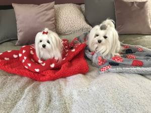 Hunde-Decke Kuscheldecke HEART GRAU ROT BLAU