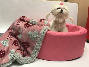 Hunde-Decke Kuscheldecke HEART GRAU WEINROT ROSA