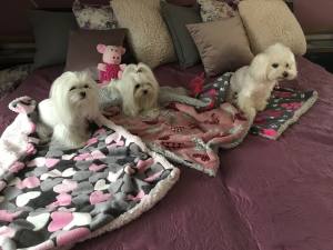 Hunde-Decke Kuscheldecke HEART GRAU ROT BLAU