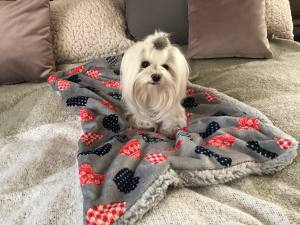 Hunde-Decke Kuscheldecke HEART GRAU ROT BLAU
