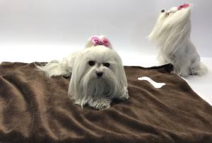 Hunde-Decke Kuscheldecke BONS Gr.M