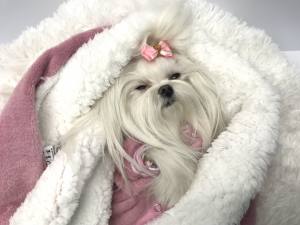 Hunde-Decke Kuscheldecke BONS Gr.M
