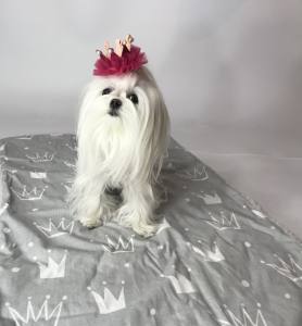 Hunde-Decke Kuscheldecke KRONE