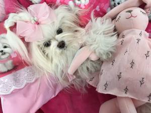 Hunde-Decke Kuscheldecke MALTESER PINK HANDMADE