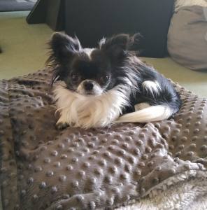 Hunde-Decke Kuscheldecke MINKY
