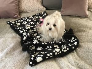 Hunde-Decke Kuscheldecke PAW