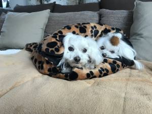 Hunde-Decke Kuscheldecke PAW