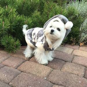 Hunde-Decke Kuscheldecke RENTIER