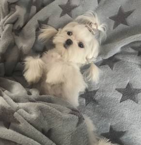Hunde-Decke Kuscheldecke STAR