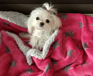 Hunde-Decke Kuscheldecke STAR