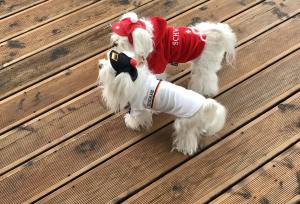 Hunde Fussball T-Shirt Trikot DEUTSCHLAND  SMALL DOG