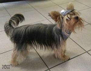 Hunde Mütze Cappy + Halstuch  SET BLACK DOTS für Hunde