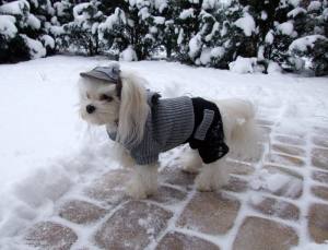 Hunde Mütze,Cappy + Halstuch  GREY DOTS für Hunde