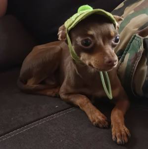 Hunde Mütze,Cappy + Halstuch  SET GREEN DOTS