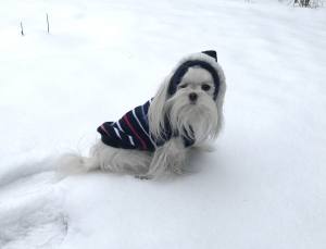 Hunde Pullover ANTON mit Kaputze