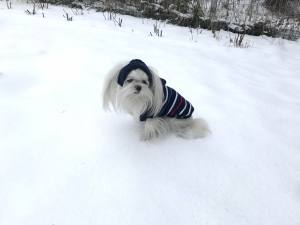 Hunde Pullover ANTON mit Kaputze