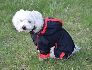 Hunde Winteranzug * LABEO *  RESTPOSTEN