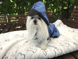 Hunde Regenjacke BLUE PAW mit Reisverschluss