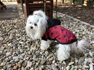 Hunde Regenjacke DARKRED  PAW mit Reisverschluss GIRLS ONLY