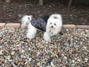 Hunde Regenjacke GREY PAW mit Reisverschluss