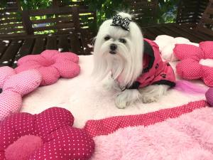Hunde Regenjacke PINKPAW mit Reisverschluss GIRLS ONLY