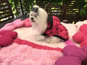 Hunde Regenjacke PINKPAW mit Reisverschluss GIRLS ONLY