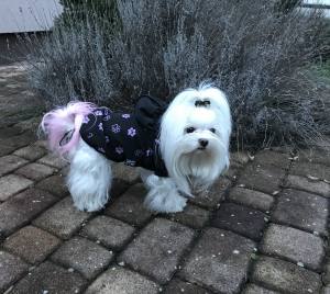 Hunde Regenjacke PURPLE PAW mit Reisverschluss GIRLS ONLY