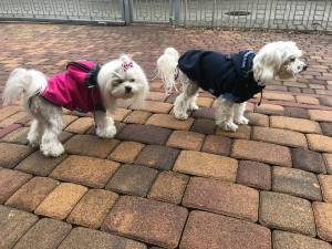 Hunde Herbst-Winter Jacke BORA LIMITED EDITION