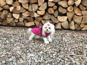 Hunde Herbst-Winter Jacke BORA LIMITED EDITION