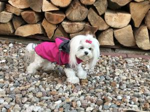 Hunde Herbst-Winter Jacke BORA LIMITED EDITION