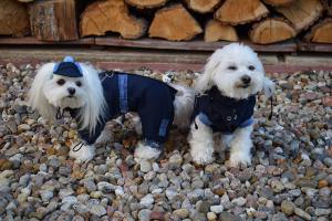 Hunde Herbst Winterjacke TYPHOON LIMITED EDITION