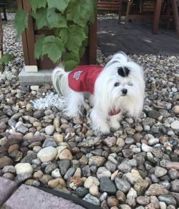 Hunde Regenmantel  LEYLA RED