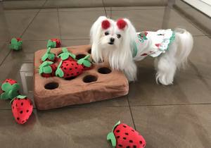 Hunde Schnüffelspiel Riesen Erdbeeren -Feld