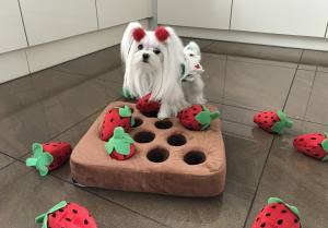 Hunde Schnüffelspiel Riesen Erdbeeren -Feld