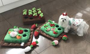 Hunde Schnüffelspiel Riesen Erdbeeren -Feld