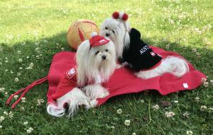 Hunde Sweatshirt AUSTRIA