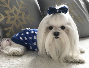 Hunde Sweatshirt Nicki Herzen blau-weiss