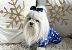 Hunde Sweatshirt Nicki Herzen blau-weiss