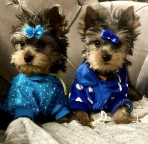 Hunde Sweatshirt Nicki Herzen blau-weiss