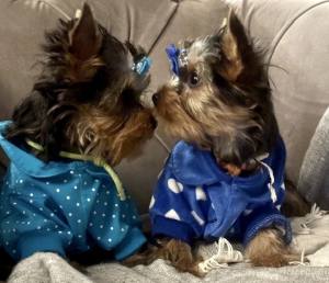 Hunde Sweatshirt Nicki Herzen blau-weiss