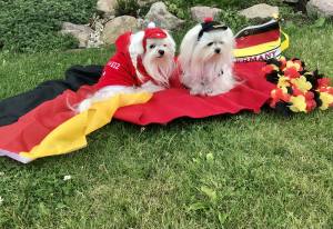 Hunde Sweatshirt SCHWEIZ