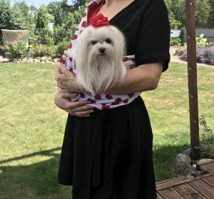 Hunde Tragetuch Erdbeeren/rot
