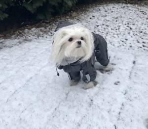 FROST Hunde Winteranzug, HundeWintermantel RESTPOSTEN