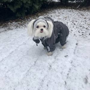 FROST Hunde Winteranzug, HundeWintermantel RESTPOSTEN