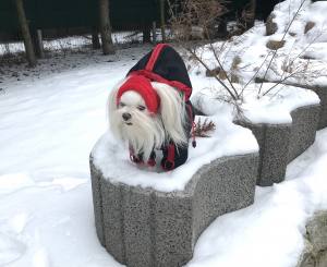 Hunde Winteranzug * LABEO *  RESTPOSTEN